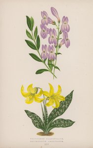 Pentstemon Crassifolium; Erythronium Americanum (renkli lito) by English School