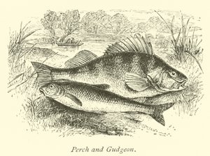 Levrek ve Gudgeon by English School
