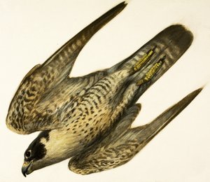Peregrine Falcon by English School