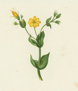 Perfoliate Sarı Kantaron, Chlora Perfoliata (renkli taş) by English School