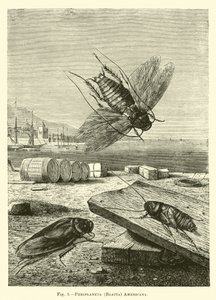 Periplaneta (Blatta) amerikan by English School
