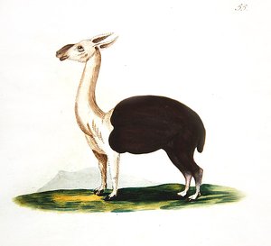 Peru guanaco, c.1810 (kağıt üzerine suluboya) by English School