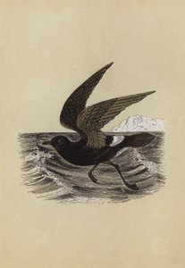 Petrel (renkli lito) by English School