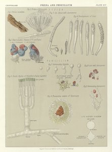 Peziza ve Penicillium by English School