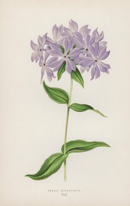 Çiçekler Diwariketa (Renkli Litho) by English School