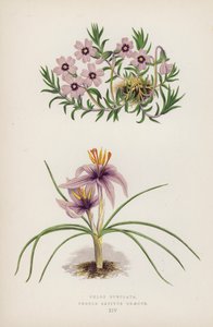 Floksa Subulata; Crocus sativus Yunanca (renkli taş) by English School