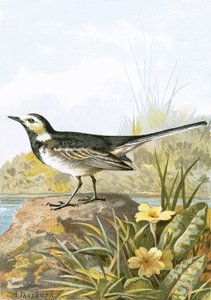 alaca kuyruksallayan by English School