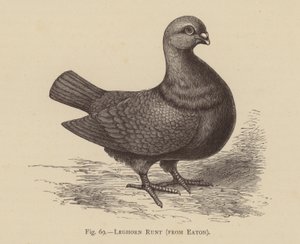 Güvercinler: Leghorn Runt, Eaton