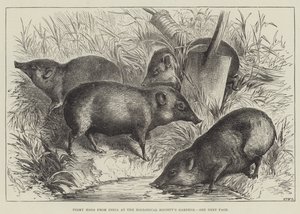 Zooloji Derneği'nin Bahçelerinde Hindistan'dan Pigmy Hogs (gravür) by English School