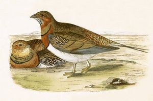 Pin Tailed Sand Grouse, Charles Robert Bree (1811-86) tarafından 