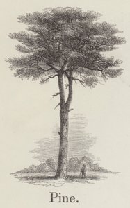 Çam (gravür) by English School