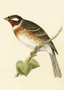 Pine Bunting, Charles Robert Bree (1811-86) tarafından 