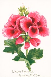 Pembe Çiçekler, Noel Kartı by English School