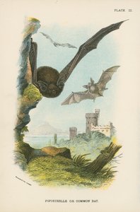 Pipistrelle veya Ortak Yarasa by English School