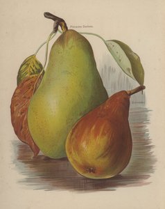 Pitmaston Düşesi, Durondeau by English School