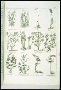 Culpepers English Physician and Complete Herbal