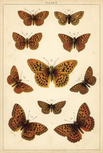 Ülkemizin Kelebek ve Güvelerinden Tabak (chromolitho) by English School