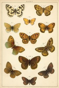 Ülkemizin Kelebek ve Güvelerinden Tabak (chromolitho) by English School