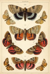 Ülkemizin Kelebek ve Güvelerinden Tabak (chromolitho) by English School