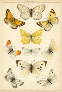 Ülkemizin Kelebek ve Güvelerinden Tabak (chromolitho) by English School