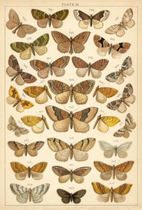 Ülkemizin Kelebek ve Güvelerinden Tabak (chromolitho) by English School