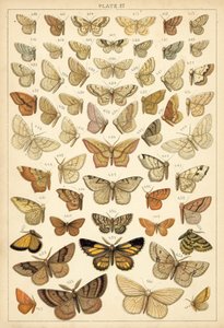 Ülkemizin Kelebek ve Güvelerinden Tabak (chromolitho) by English School