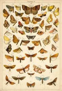 Ülkemizin Kelebek ve Güvelerinden Tabak (chromolitho) by English School