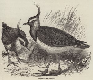 Plovers (gravür) by English School
