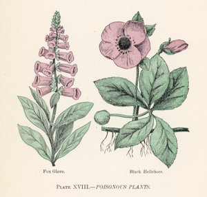 Zehirli bitkiler (renkli lito) by English School
