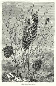 Polistes gallica ve Yuvaları (gravür) by English School
