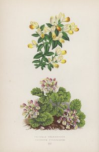 Polygala Chamaebuxus; Teucrium Pyrenaicum (renkli lito) by English School