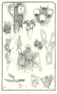 Polyzoa (gravür) by English School