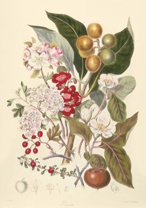 Pomaceae, Elma Kabilesi by English School