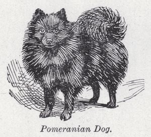 Pomeranya köpeği (lito) by English School