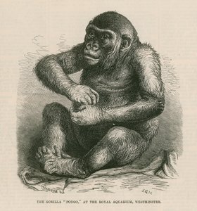 Pongo Kraliyet Akvaryumu