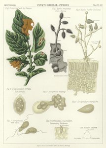 Patates Hastalığı, Mantar by English School