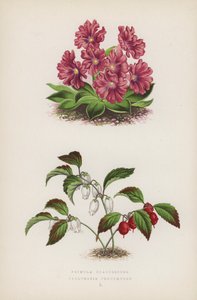 Primula Glaucescens; Gaultheria Procumbens (renkli taş) by English School