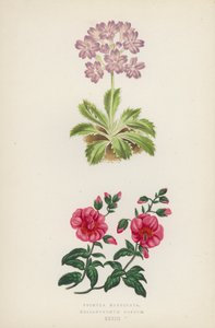 Primula Marginata; Helianthemum Roseum (renkli taş) by English School