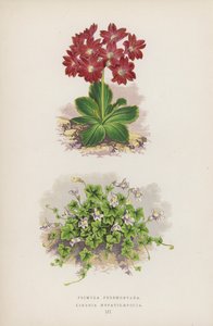 Primula Pedemontana; Linaria Hepaticaefolia (renkli lito) by English School