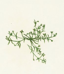 Procumbent İnci-Wort, Sagina Procumbens by English School
