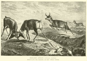 Prong-boynuzlu Antilop, Antilocapra Americana by English School