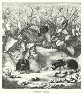 Psithyrus vestalis (gravür) by English School