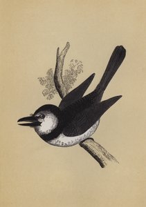 Puff Bird (renkli taş) by English School