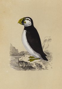 Puffin (renkli lito) by English School