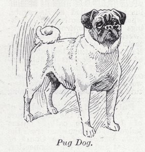Pug köpeği (lito) by English School
