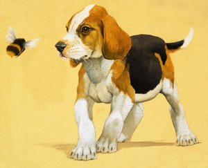 Yavru köpek by English School