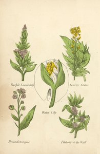 Mor Gevşeklik, İskorbüt Otu, Nilüfer, Houndstongue, Duvarın Küçüklüğü (renkli lito) by English School