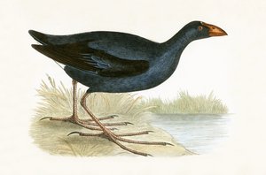 Purple Waterhen, Charles Robert Bree (1811-86) tarafından 