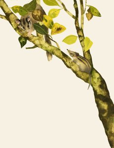 cüce fareler by English School