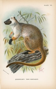 Queensland Ağacı-Kanguru by English School